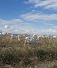 Les biquettes des Orlets